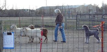 Manny herding sheep with Melinda
