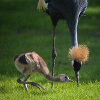 Black  African Crowned Crane (Elementa Individos) by Aether Bleu