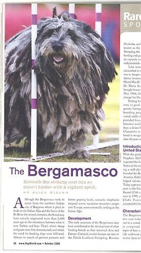 The opening photo is of Gasparo in the Rare Breed Spotlight article of Dog World magazine. Photo by Matt Allison (with permission).
