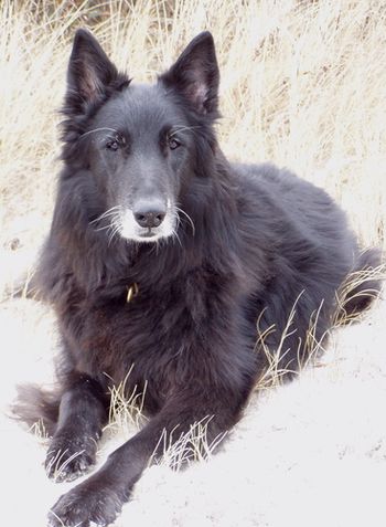 Our Belgian Sheepdog, Lex--what a wonderful dog! So many cherished, happy, funny memories.

