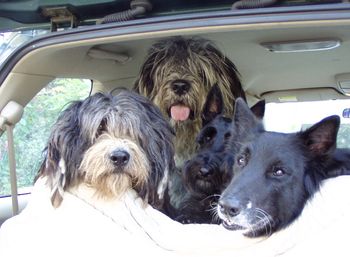 Ellie, Sparo, Boris, our Scottie and Mr. Lex in the minivan--Timeless!
