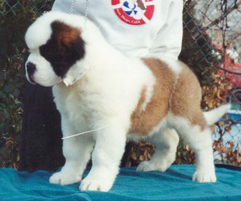 A stunning puppy who went on to be a National Winner.
