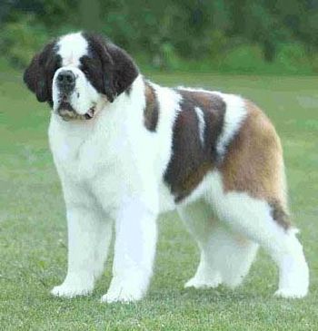 "Driver" (sire of Power) Best of Breed 2008 & 2009 National Specialties
