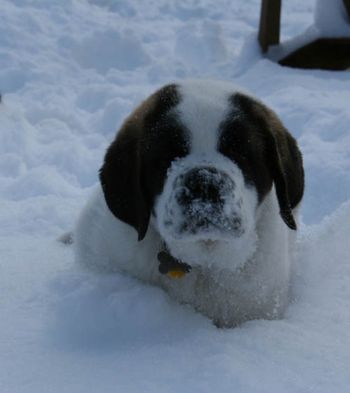 How Saint puppies love snow!
