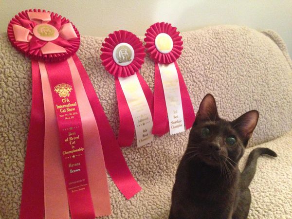 Award Winning Cute Havana Brown Cat