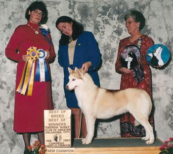 Roberta finishes her championship winning Best of Breed at the Olkahoma City Specialty handled by Leslie Cranford
