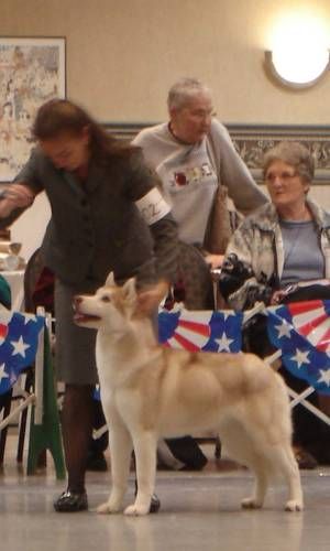 Shimmer at the SCHA National Specialty where she took 4th in the 9-12 puppy class
