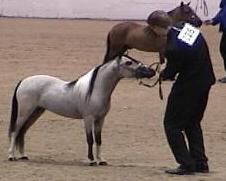 Shown by trainer par excellence, Casey Campbell, to multiple Halter Championships, Baritone attained the 2005 Top Ten Honor Roll in Senior Stallions 30-32".
