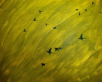 Flight of Parakeets
