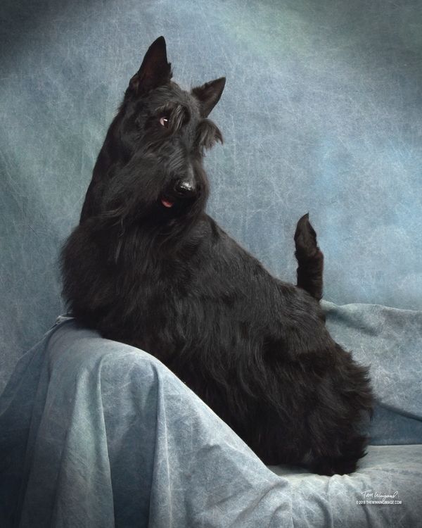 GCh Ch Anstamm Rumors Gone with the Wind (Scarlett)