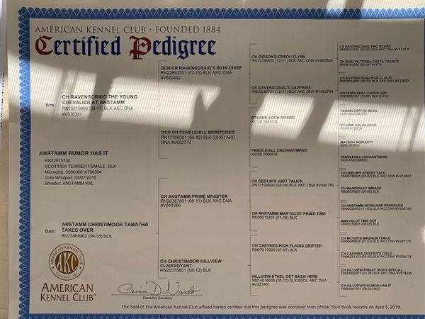 Adeles Pedigree