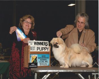 Best Puppy and New Champion
