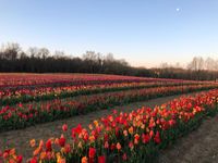 Bo Rains @ Dalton Farms’ Tulips Festival