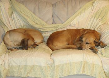 Kahlua and Maggie sleeping on their couch
