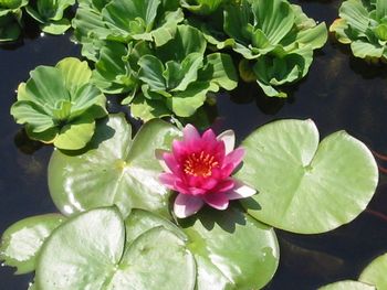 lilly pads are hardy and will winter over in your water garden they come in a wide array of colors

