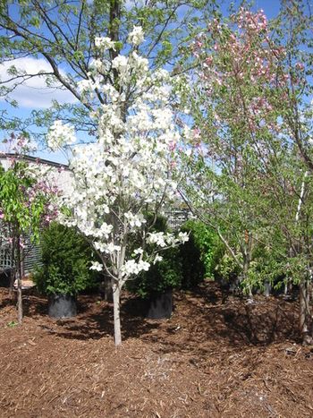 LARGE SELECTION OF TREES AND SHRUBS Available in containers and B&B (balled and burlapped) pick up - delivery - planting
