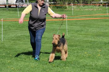 Airedale
