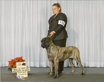 Mona at her first show. BOS and Best Puppy.
