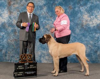 Nottinghill's Back Woods Barbie winning BOS, BP, and BOW for a major from the 6 to 9 mos puppy class.  She only needs 2 more points to finish.
