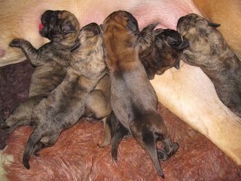 Dixie the dark one in the middle when she was 2 days old.
