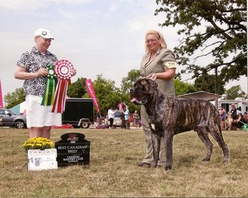 2011 Canadian National Mastiff Specialty. Best Canadian Bred under Judge Lynn Storshaw.
