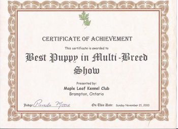 Best Puppy in All Breed Show November 2010 with Judge Pamela Moore
