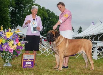 Monty at the Westminster Dog Show 2022 winning Select Dog.
