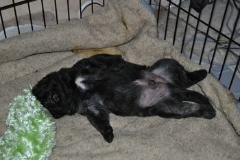 Typical Mastiff sleeping position.
