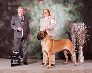 Monkey winning a 3 point major to achieve her Canadian Championship by winning BOB and BOW under Judge Fred Dewsbury. Ontario Breeders Association February 19, 2011.
