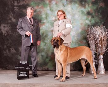 Best of Breed and New Champion Feb 2011 with Judge Fred Dewsbury.
