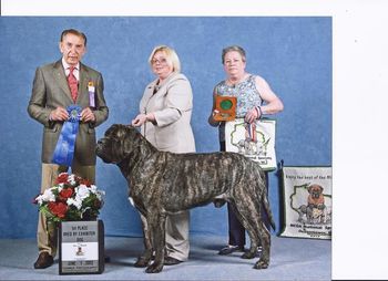 MCOA Nationals 2012 winning Bred by Exibitor under Judge Dr. William R. Newman.
