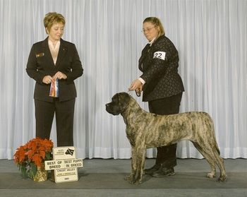 Mona at her second show at 9 months. Best of Breed and Best Puppy.
