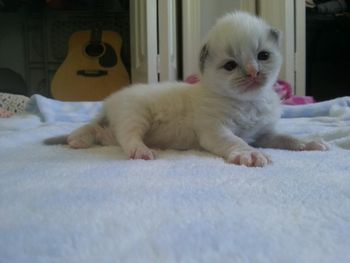 Blue Point Mitted
