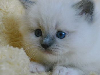 Blue Point Mitted
