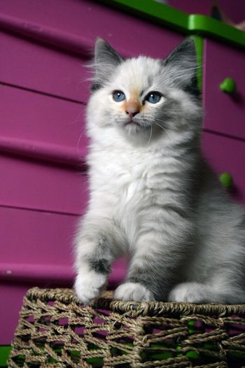 Seal Torbie Point Mitted
