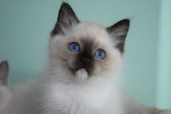 Seal Point Mitted
