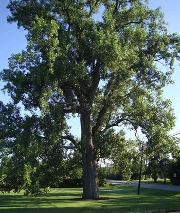 Full-size view of the very large mulched cottonwood pictured on the left.
