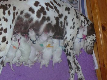 Pebbles with her 13 babies. a few days old
