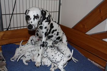 Keira and her pups
