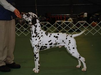 Aust Grand Ch Pampard Pickled Phorever "Brian" First GRAND Champion
