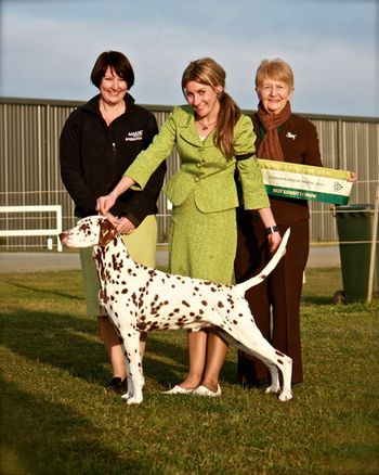 All Breeds Best in Show at 10 years gaining his Supreme Championship title.

