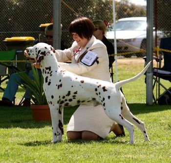 Phinn at the 2012 dalmatian national where he placed 2nd in a large class.
