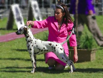 11 Months, Puppy of the Year Final Melbourne Royal 2008
