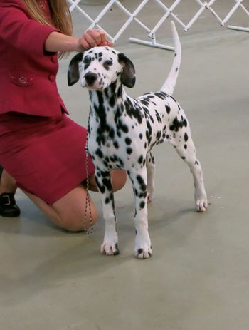 Willy 5 months old - BABY PUPPY IN SHOW DCOV Open show 2013
