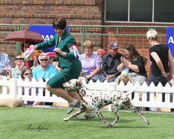 Our beautiful Pebbles, on the move, winning BIS at Melbourne Royal
