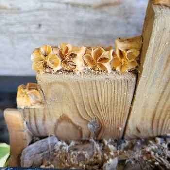 apple core stars attached to a plank of wood with wood glue
