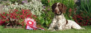 "Resting on his Laurels" Ziggy poses with his 2004 National Specialty Show Best of Opposite Sex Ribbon
