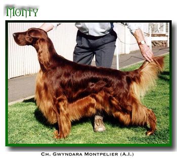 Aust. Ch. Gwyndara Montpelier, Monty. A very dynamic, and winning brother to the Dunholm Windsor ex Gwyndara Who's That Girl combination.
