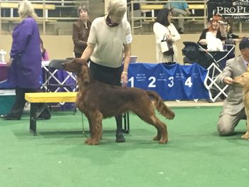 Shown winning a Group 3 at the Best Puppy competition at CKC.
