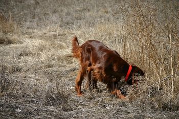 Tom, my husband, and I took several of the dogs to his place in NE Colorado to have some fun on birds. This is Margaux saying "oh, what's in there!!" 3/6/10
